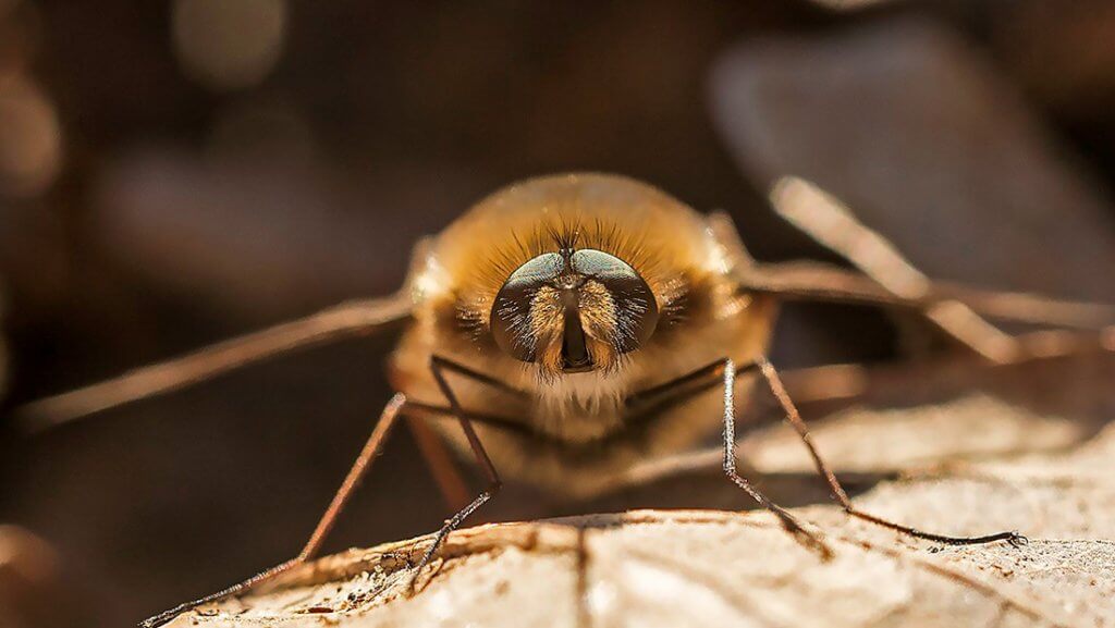 Dark edged bee fly