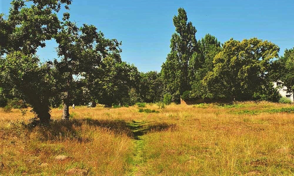 Mill Hill grassland and trees in summer