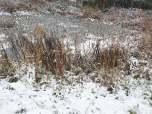 The reed bed in winter