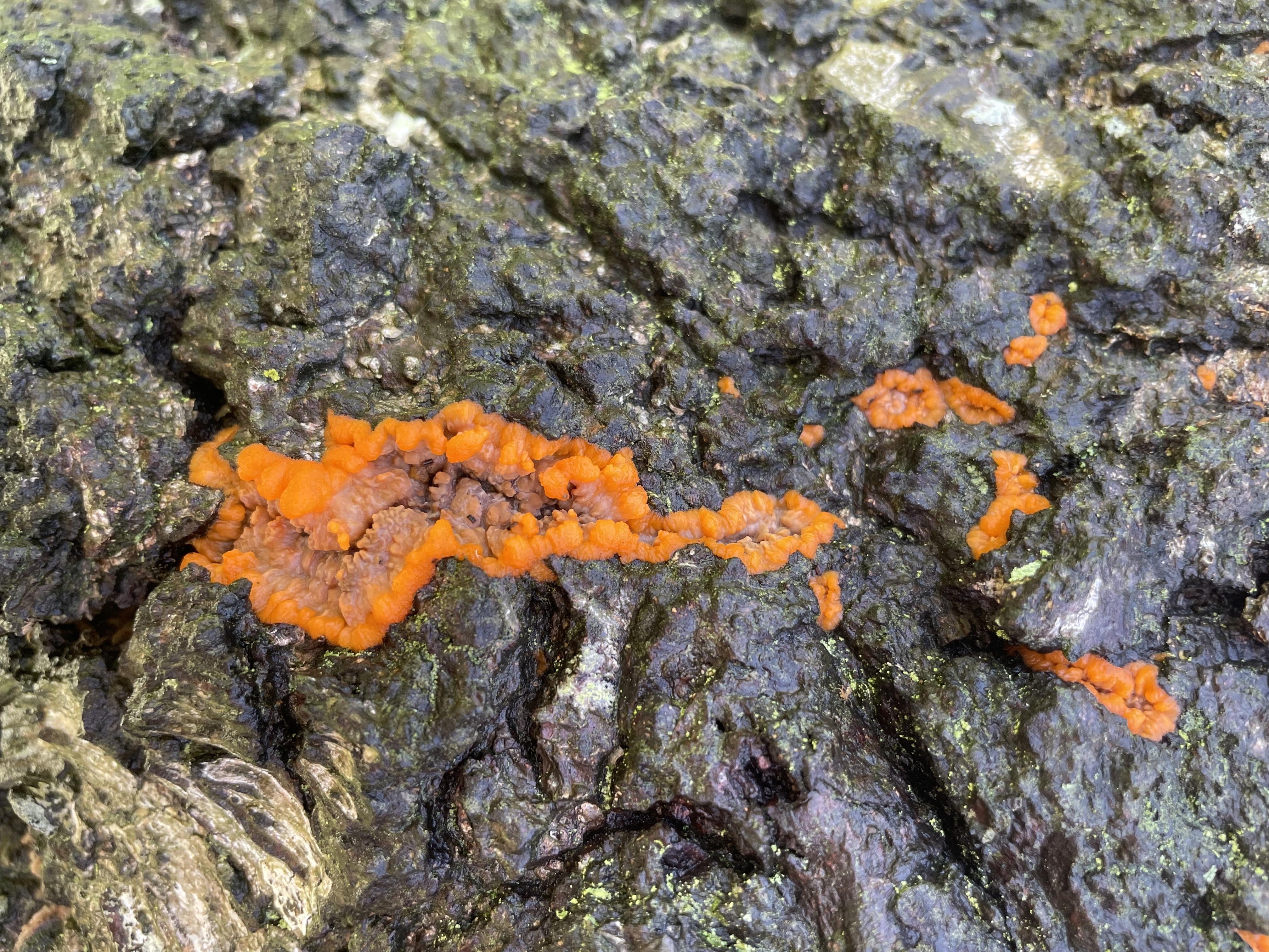 Wrinkled Crust