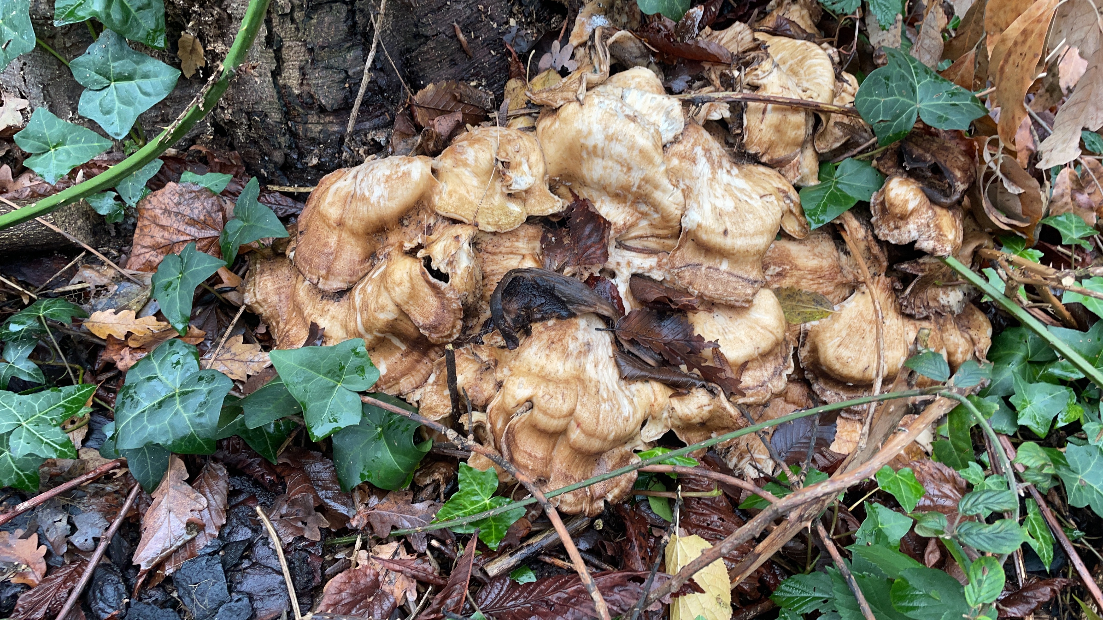 Giant Polypore