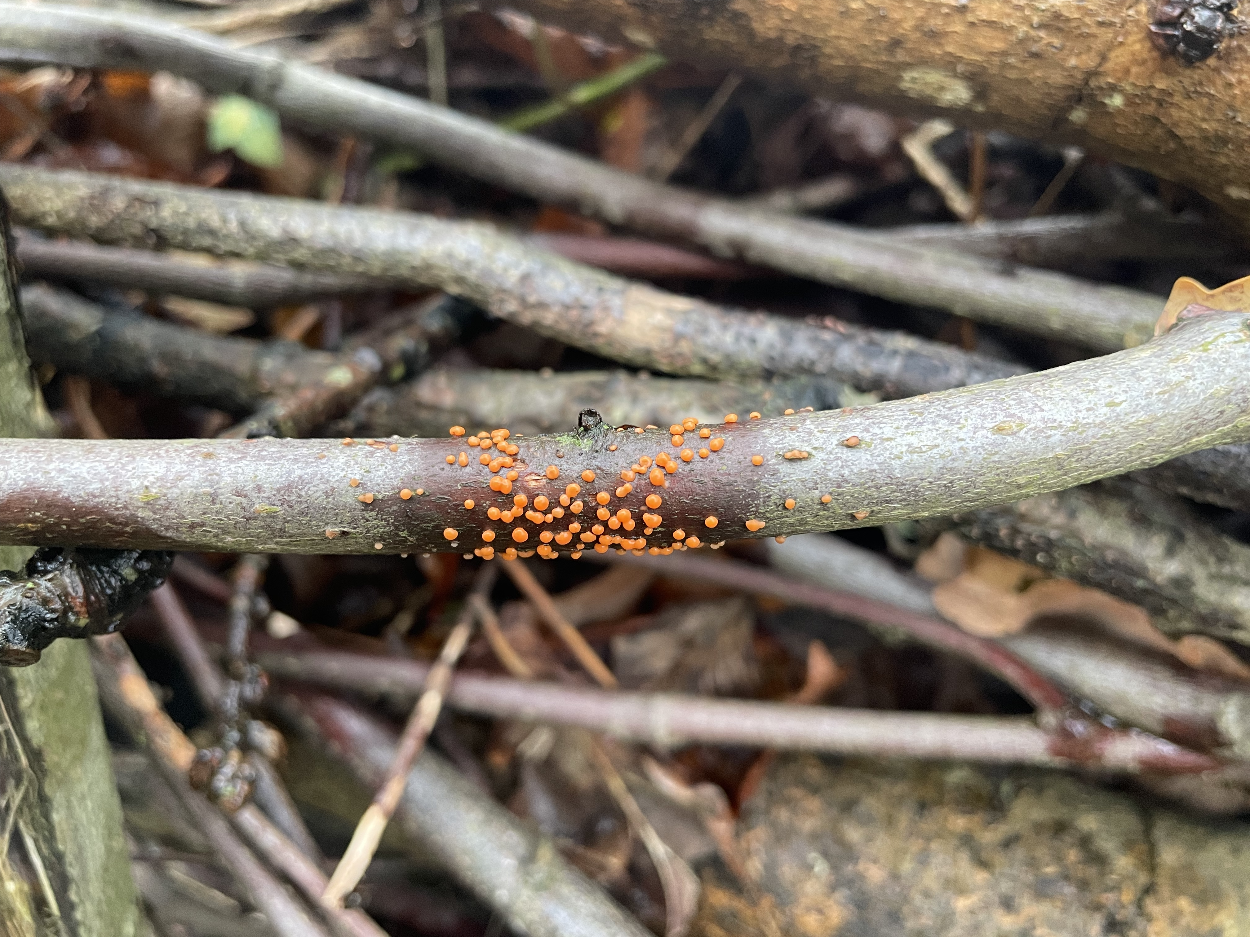 Coral Spot