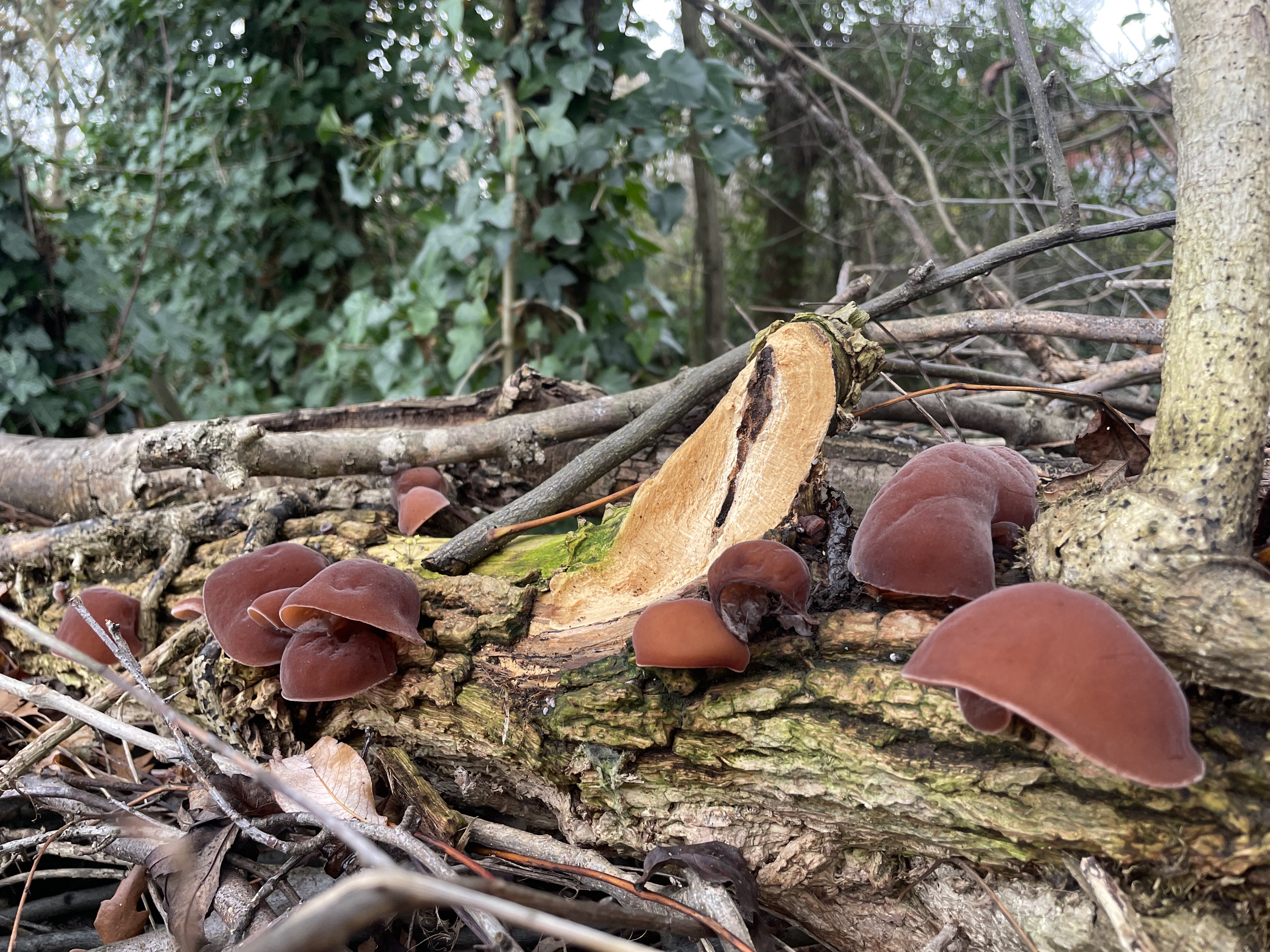 Jelly Ear