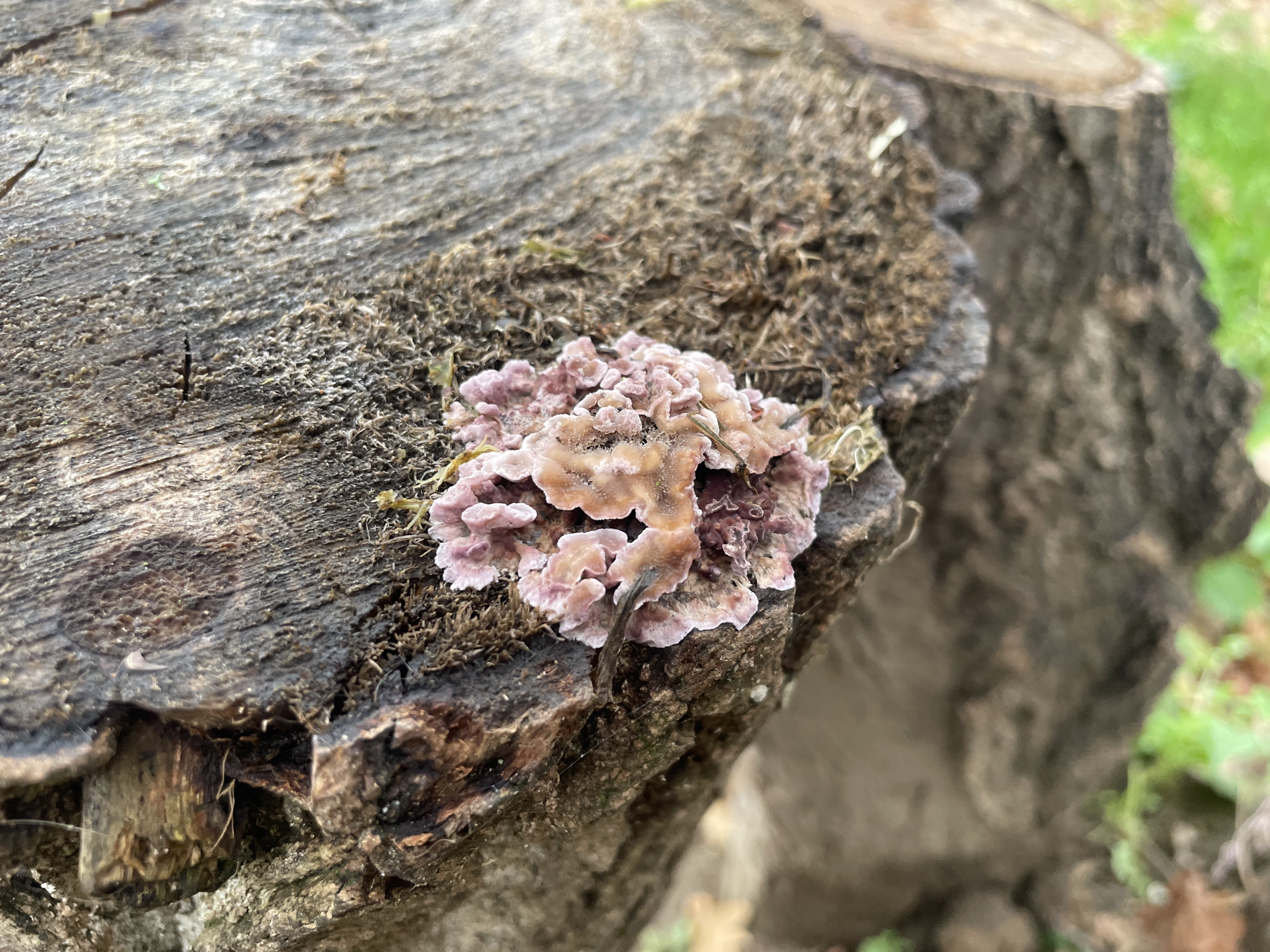 Silverleaf Fungus