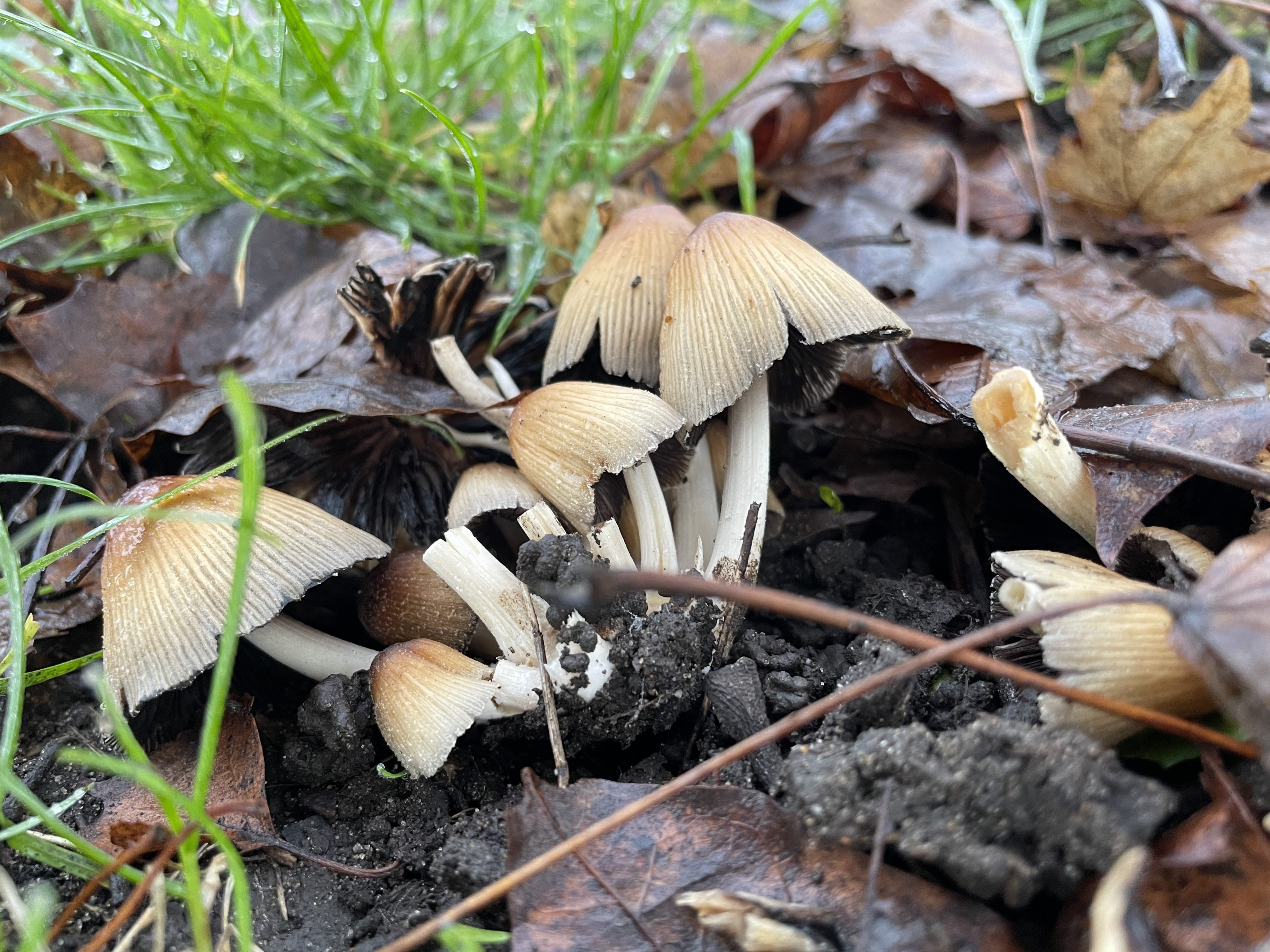 Glistening Inkcap