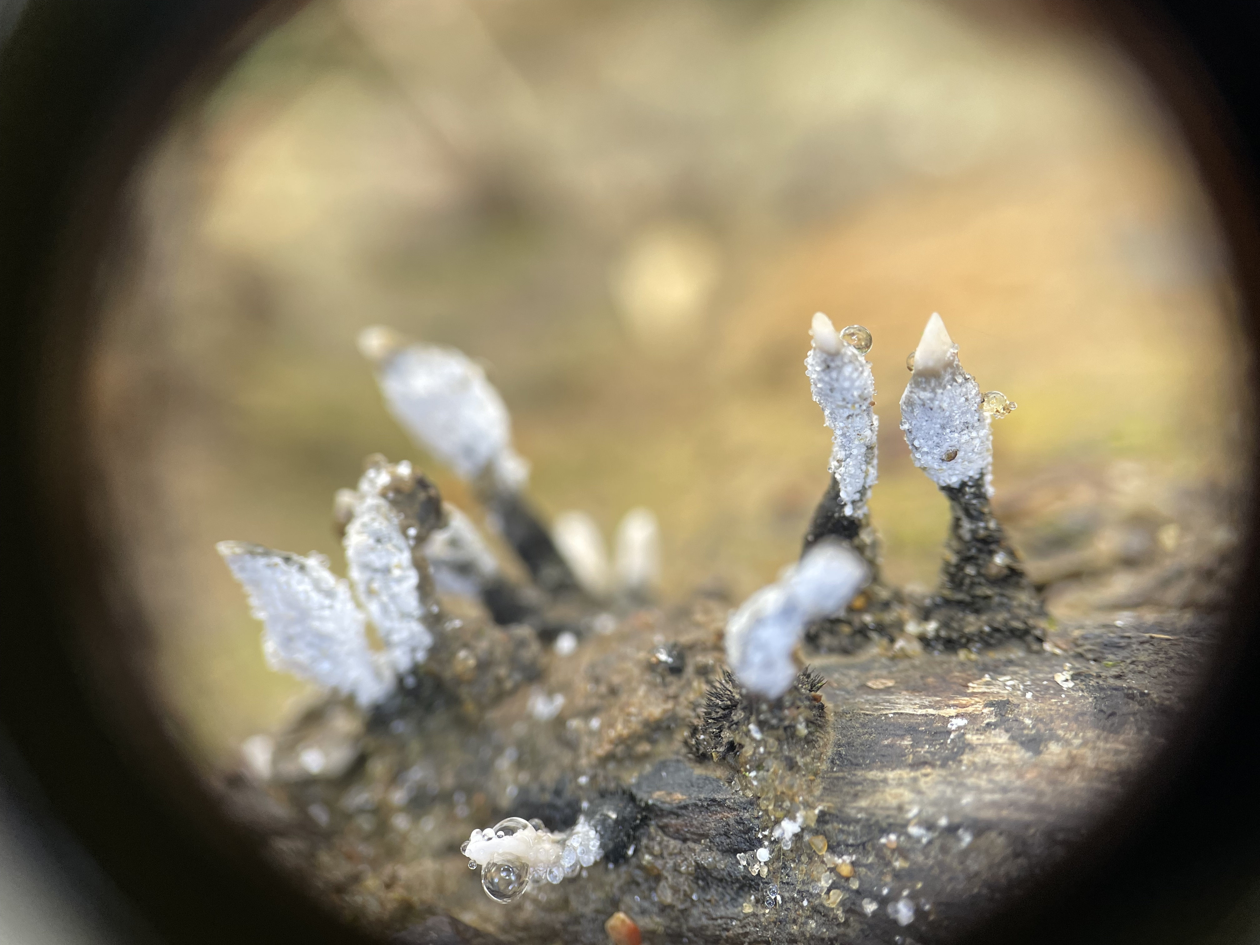 Candlesnuff Fungus