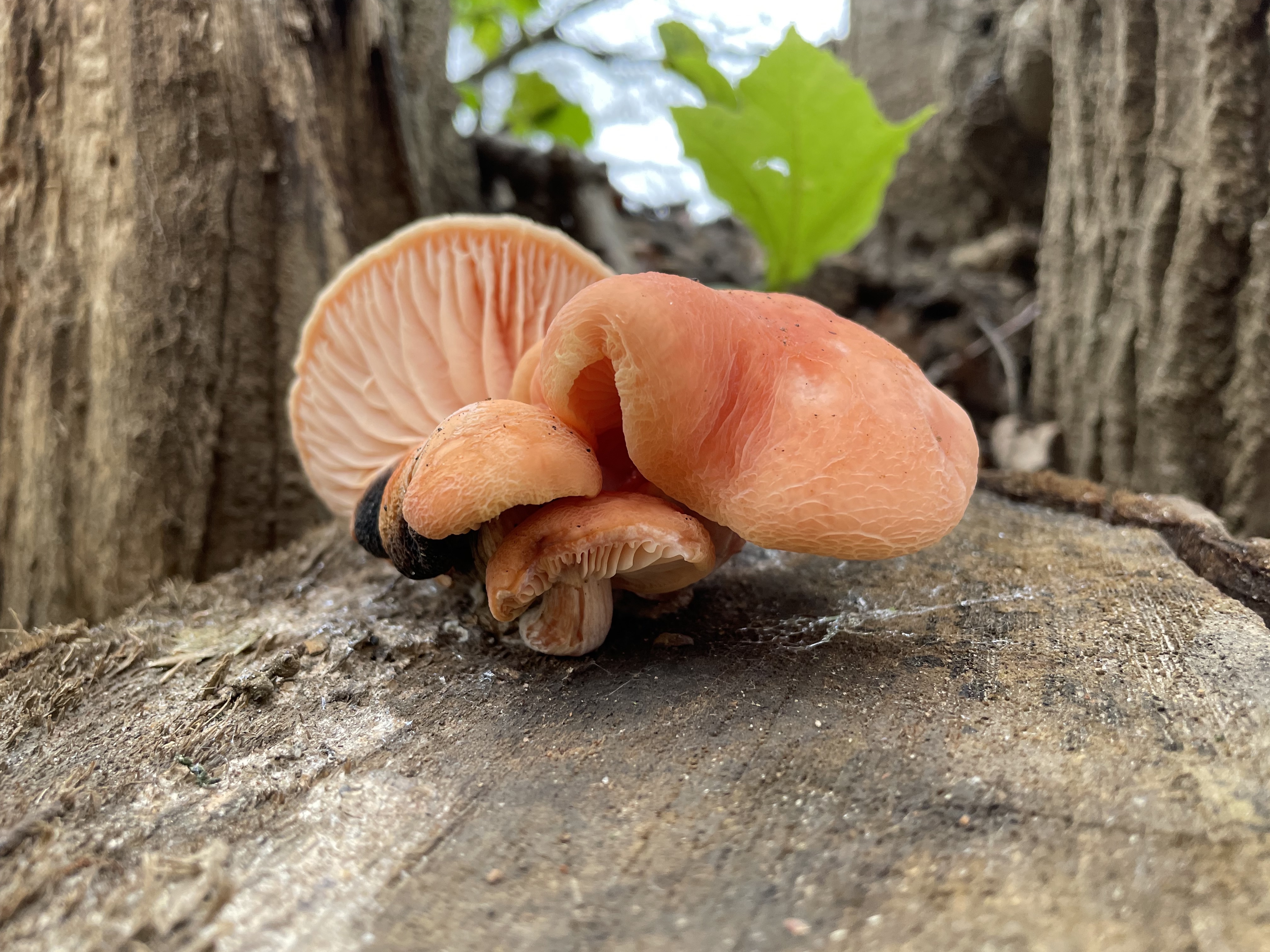 Wrinkled Peach