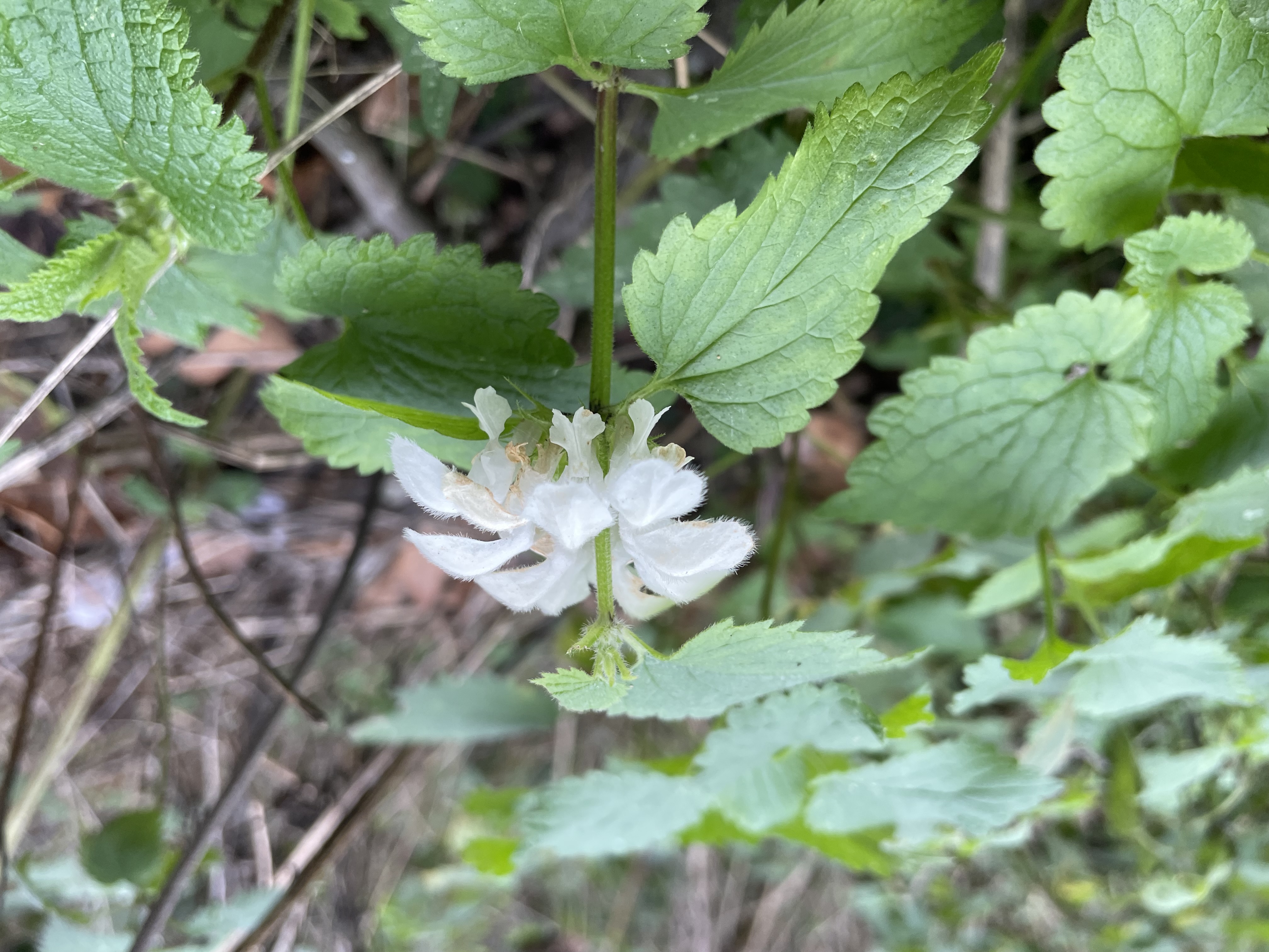 White dead-nettle