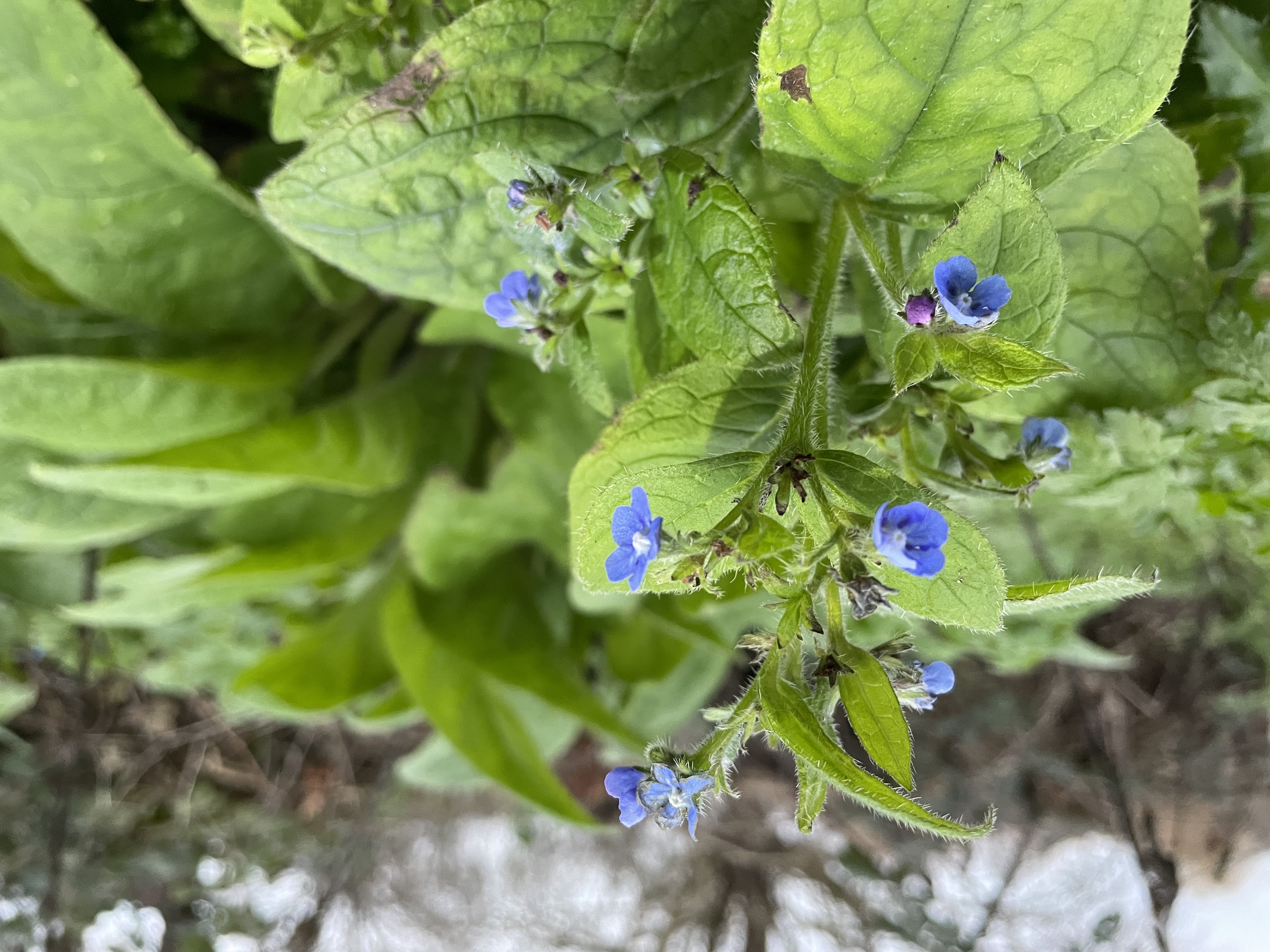 Green Alkanet