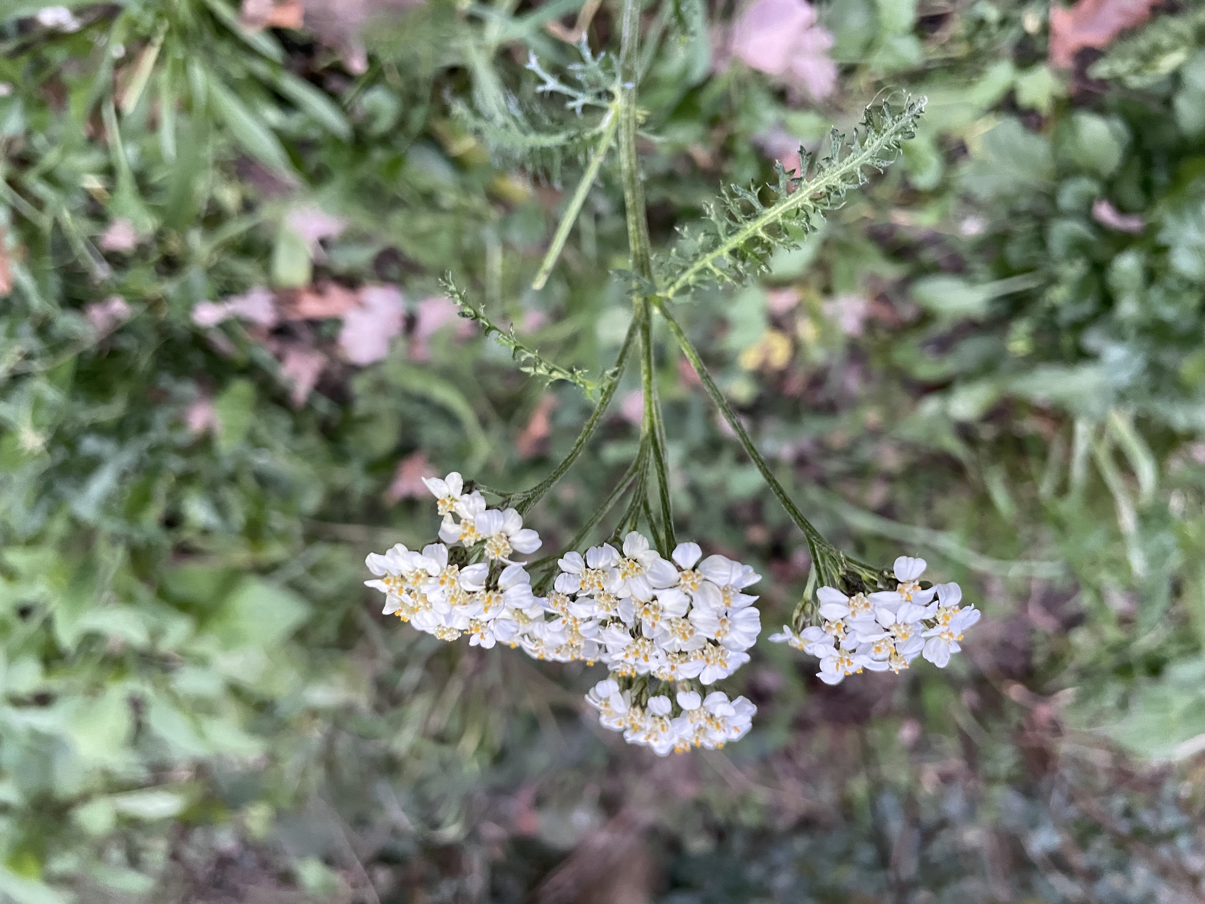 Yarrow