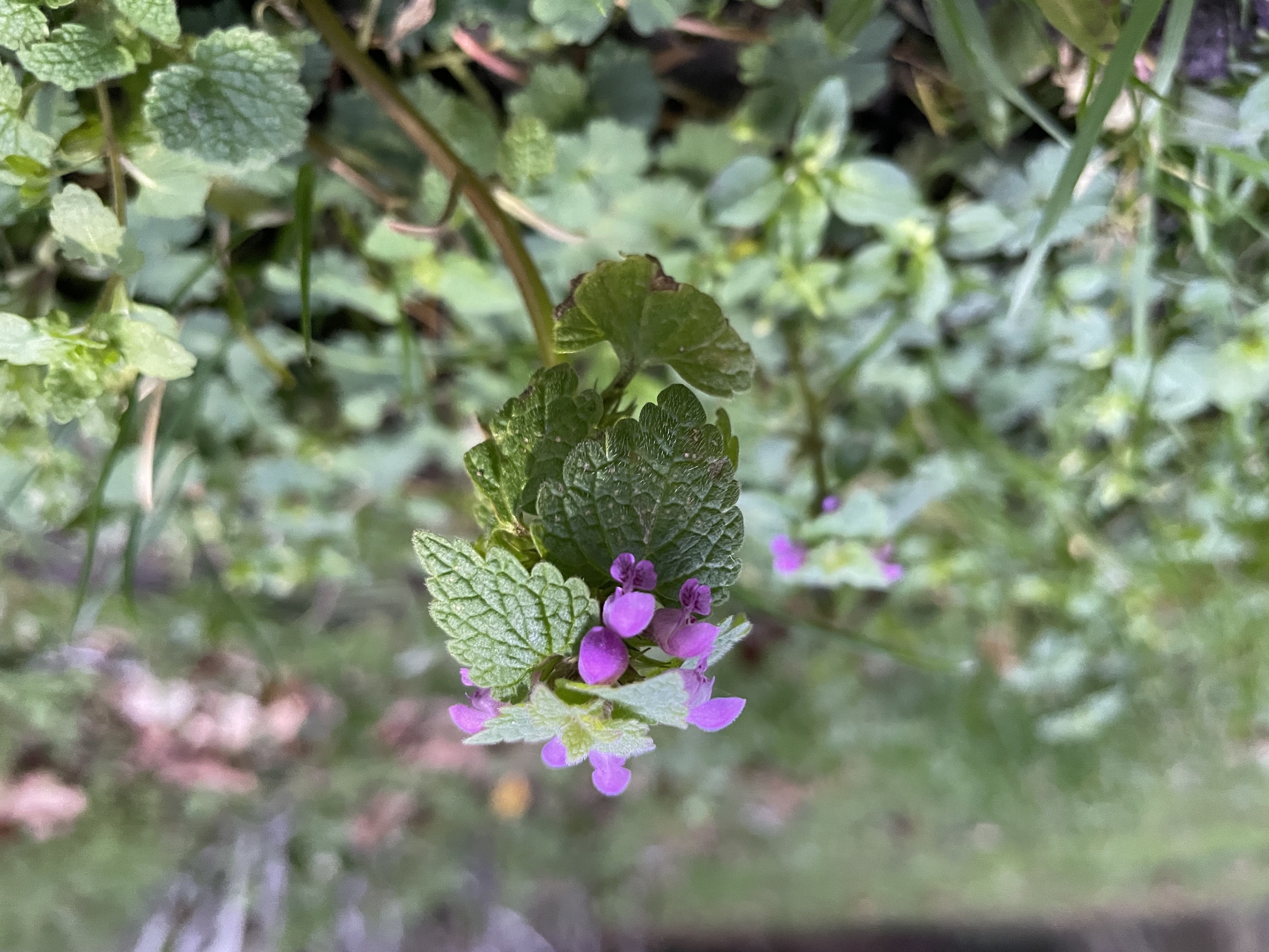 Red dead-nettle