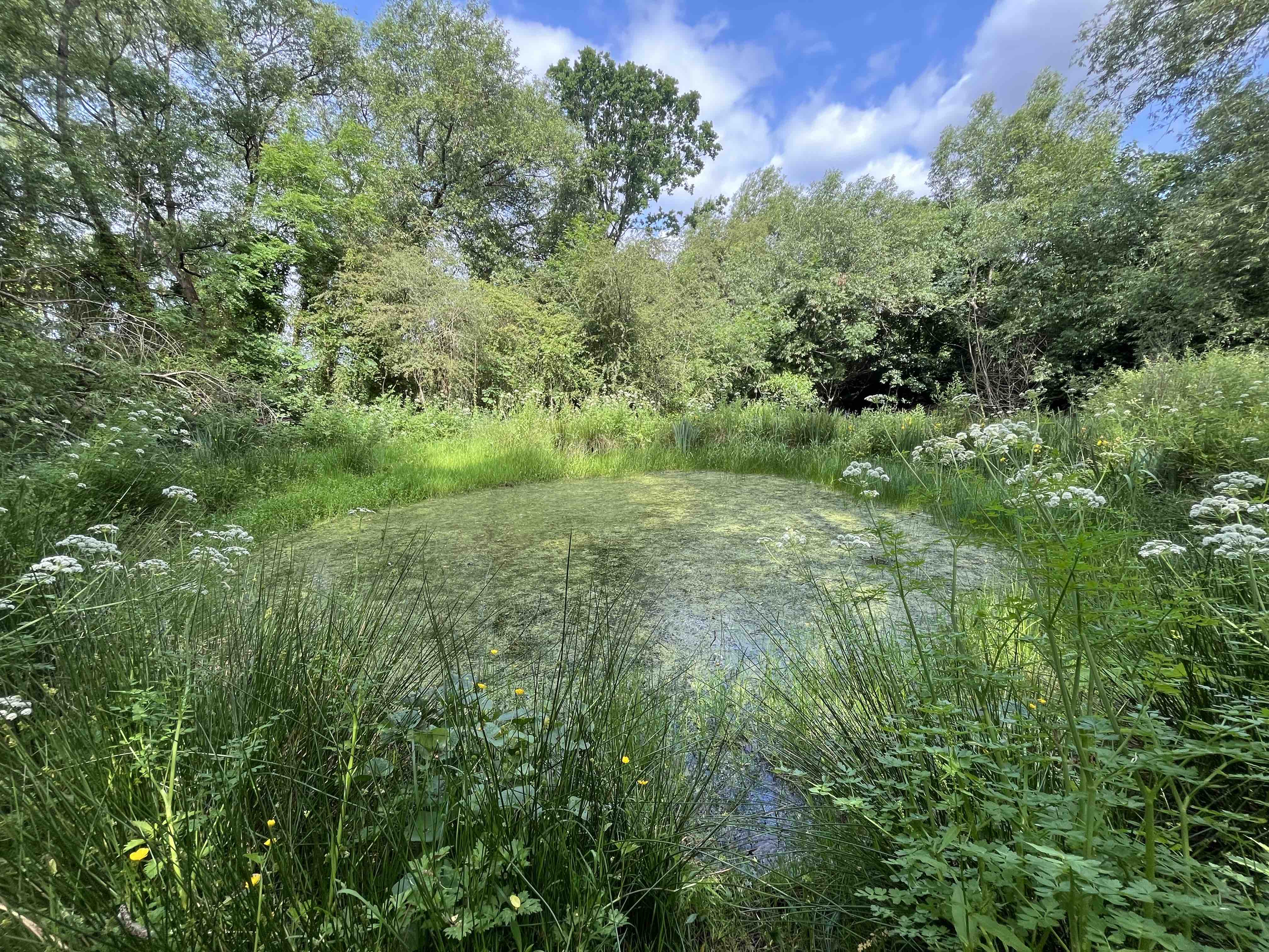 Woodland pond on Barnes Common