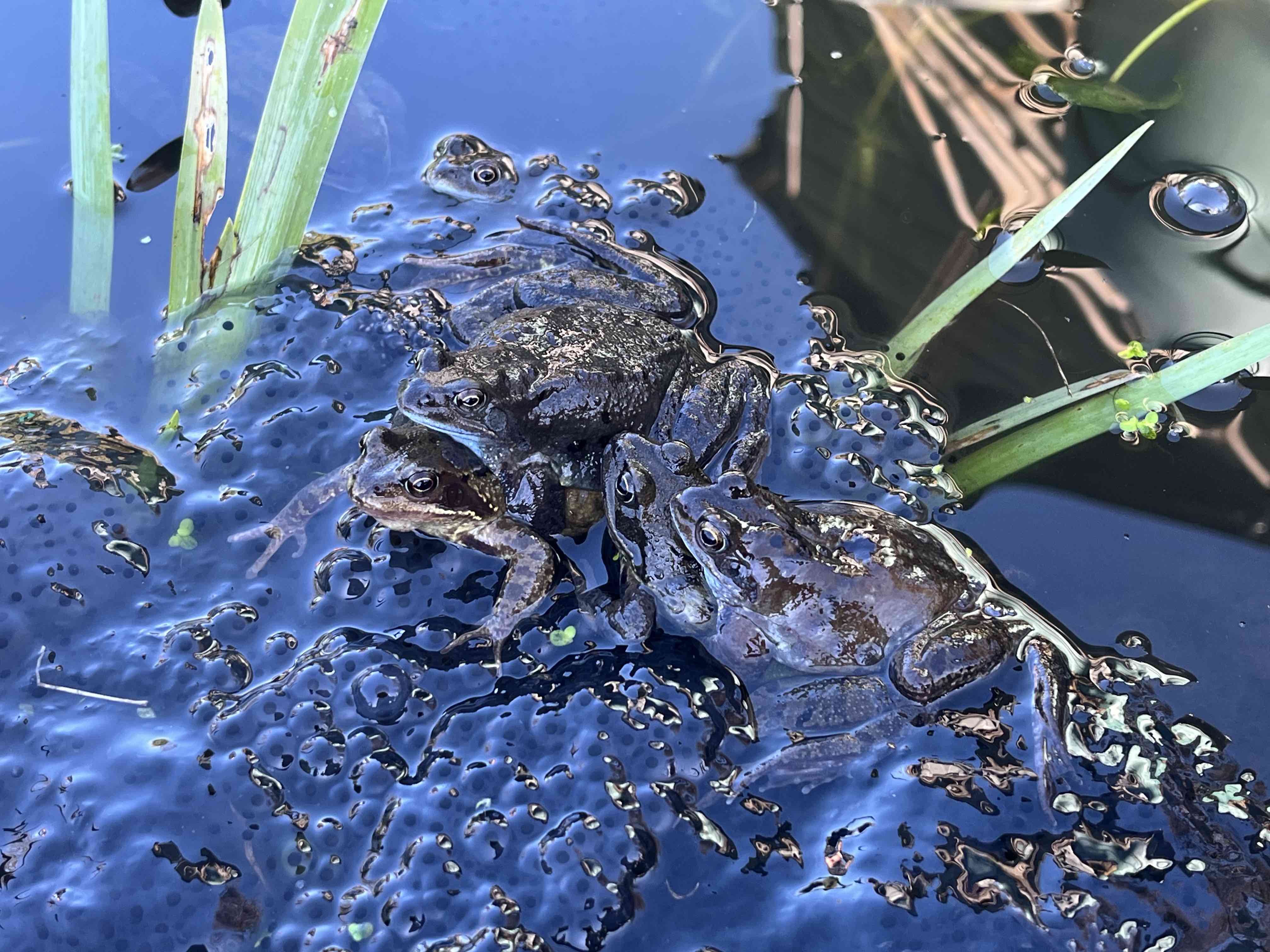 Common Frogs breeding