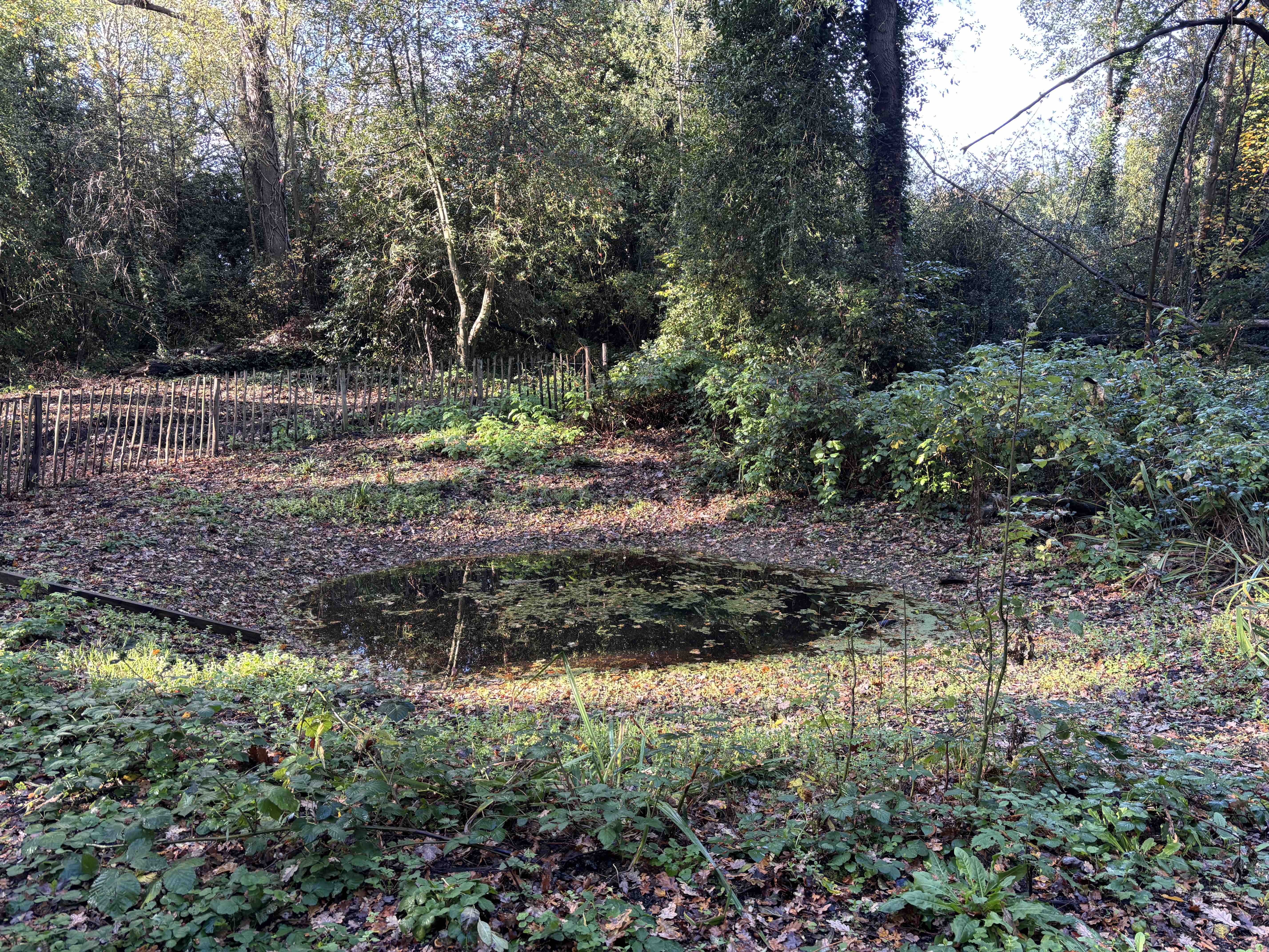Restored woodland pond