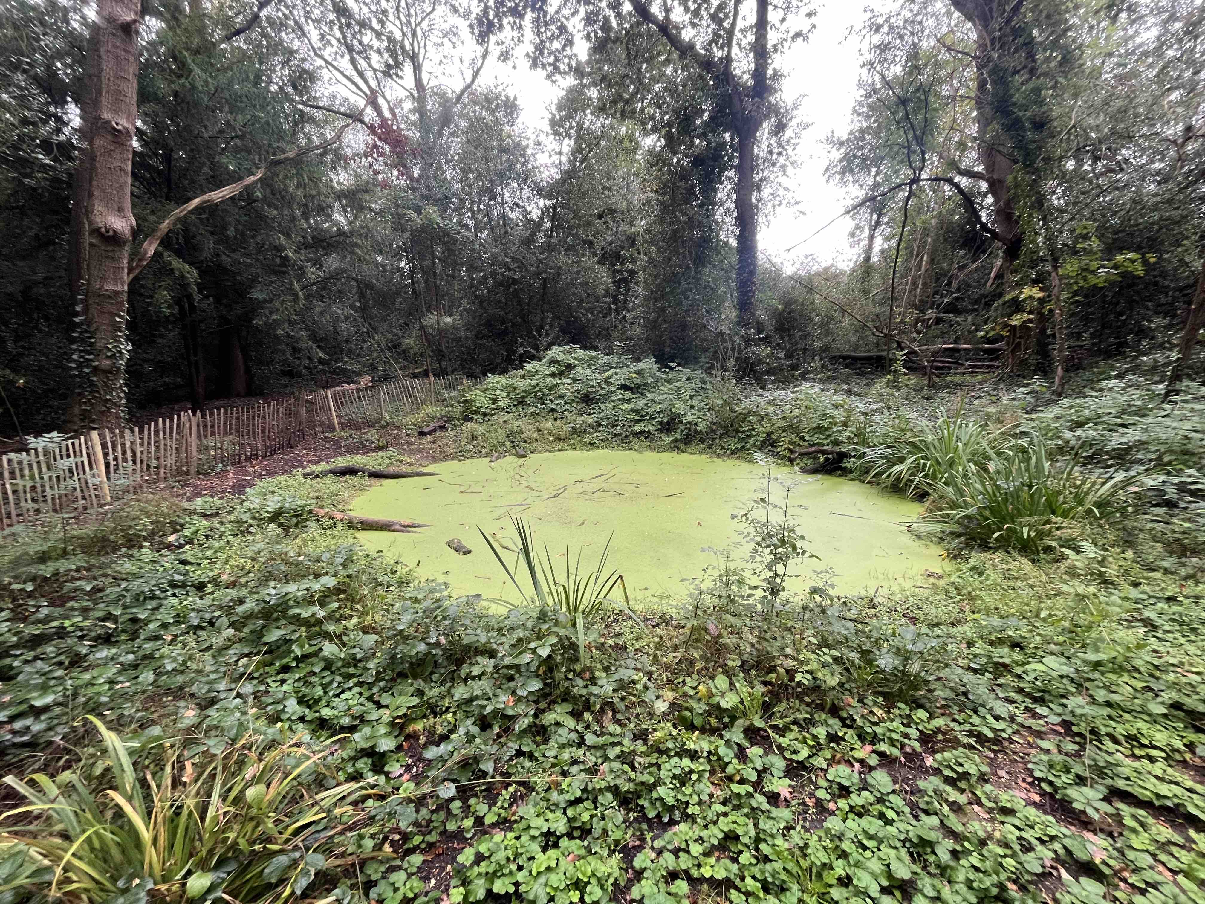 Polluted pond on Palewell Common