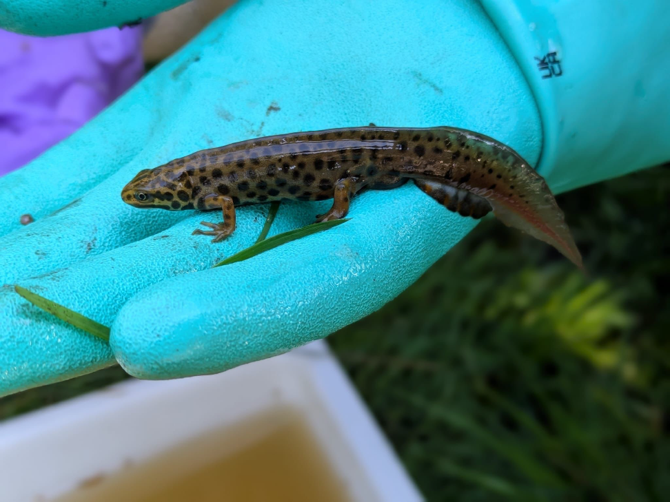 Smooth Newt